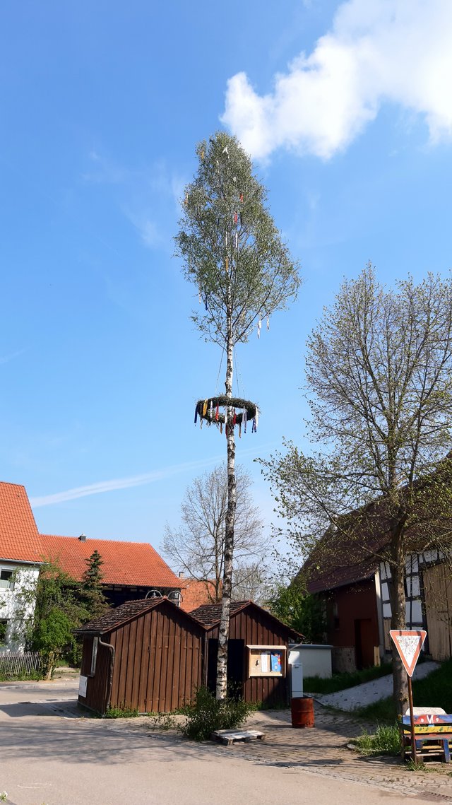 Maibaum in Lorenzenzimmern