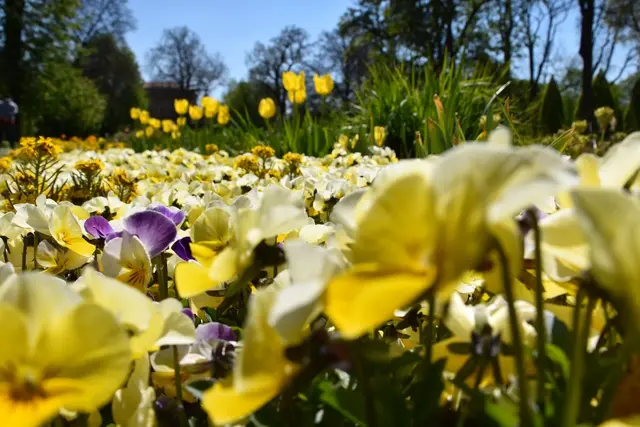 Blumenwiese